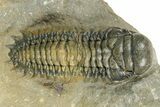Paralejurus Trilobite With Crotalocephalina & Reedops #372409-2